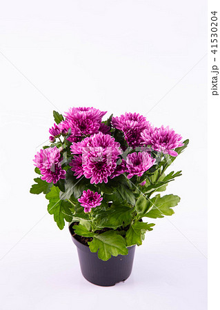 A violet chrysanthemum in a pot 41530204