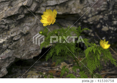 yellow adonis flower closeup 41530758