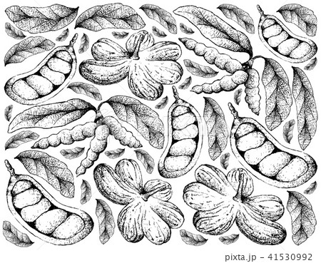 Cola Millenii and Dasymaschalon Lomentaceum Fruits 41530992