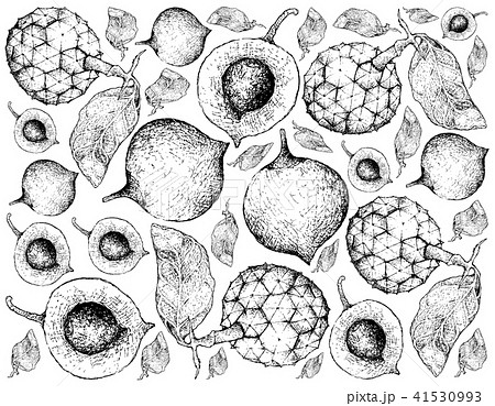 False Mangosteen and Duguetia Furfuracea Fruits 41530993