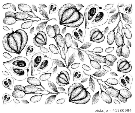 Elaeocarpus Hygrophilus and Canistel or Eggfruit 41530994
