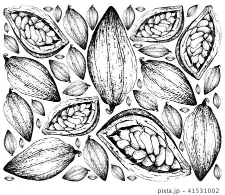 Theobroma Cacao Fruitsのイラスト素材