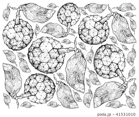 Hand Drawn Background Duguetia Furfuracea Fruits 41531010