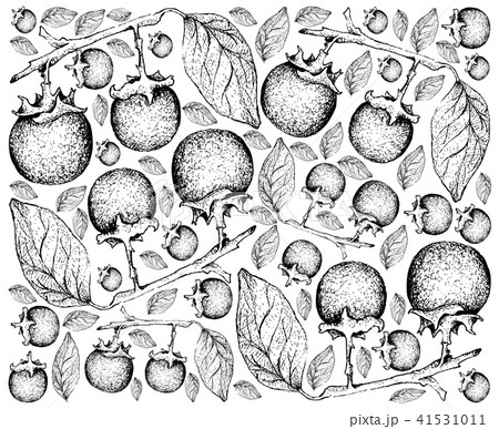 Hand Drawn Background of Fresh Ebony Fruits Hand Drawn Background of Fresh Ebony Fruits 41531011