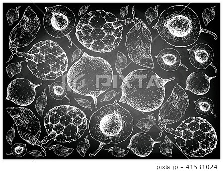 False Mangosteen and Duguetia Furfuracea Fruits False Mangosteen and Duguetia Furfuracea Fruits 41531024