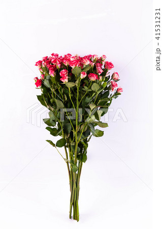 Pink rose bushes in a cut 41531231