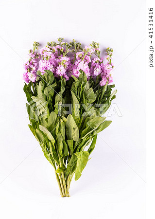 Liziantus pink in a cut 41531416