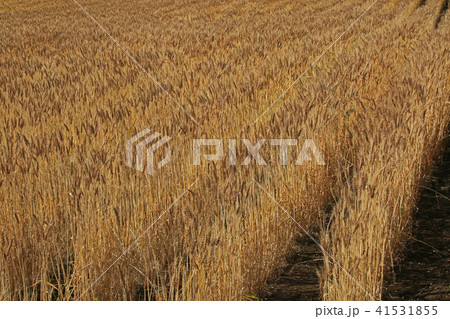 麦の穂 麦の穂 41531855
