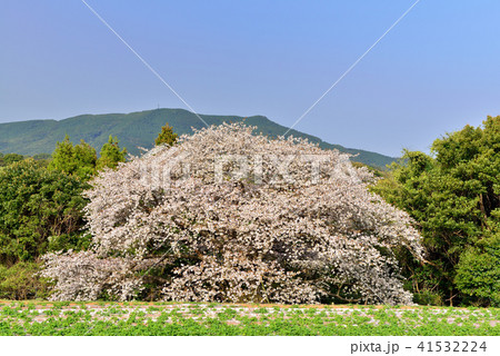 慈眼桜 慈眼桜 41532224