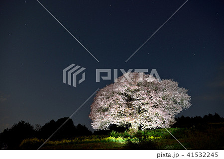 馬場の山桜 41532245