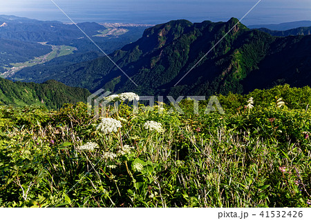 雨飾山の高山植物と日本海の眺め 41532426