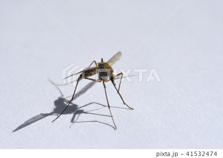 Insect drinking blood mosquito on white background 41532474