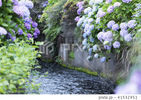 紫陽花と清流 41532951