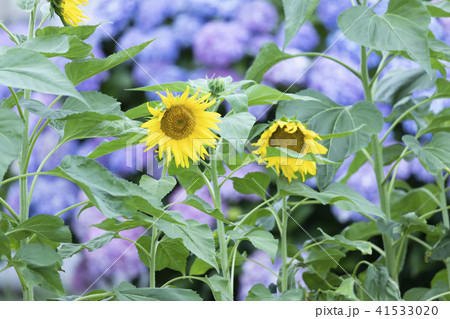 向日葵と紫陽花の写真素材 [41533020] - PIXTA