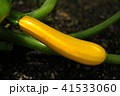 ズッキーニ 41533060