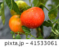 トマト 41533061