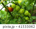 ミニトマト 41533062
