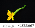 キューり 41533067