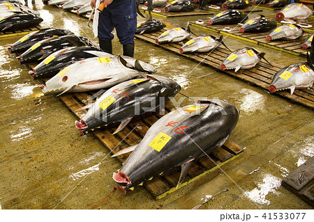 築地市場 マグロ卸売場 競りにかけられる生マグロ 築地市場 マグロ卸売場 競りにかけられる生マグロ 41533077