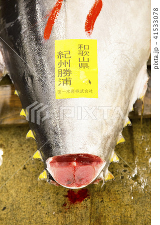 築地市場 マグロ卸売場 競りにかけられる生マグロ 築地市場 マグロ卸売場 競りにかけられる生マグロ 41533078