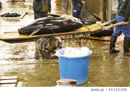 築地市場 マグロ卸売場 競り落とされた生マグロ 築地市場 マグロ卸売場 競り落とされた生マグロ 41533106