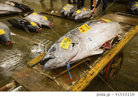 築地市場 マグロ卸売場 競り落とされた生マグロ 築地市場 マグロ卸売場 競り落とされた生マグロ 41533110