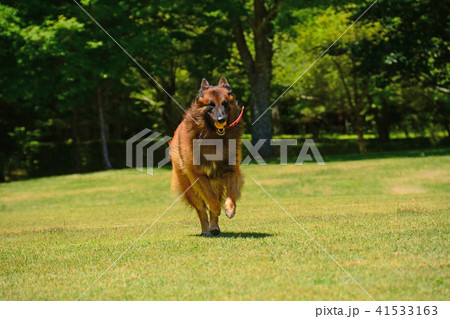 新緑 緑の芝生を走る大型犬 ベルジアンシェパシェパードの写真素材