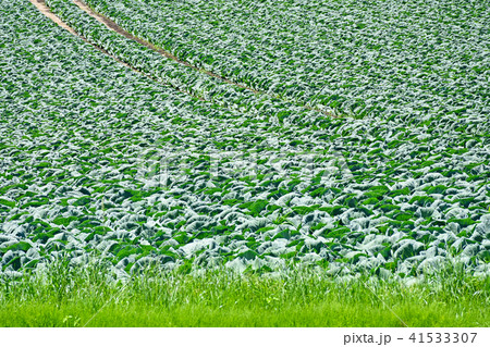 キャベツ畑 キャベツ畑 41533307