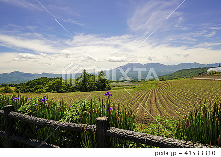 キャベツ畑より浅間山を望む キャベツ畑より浅間山を望む 41533310