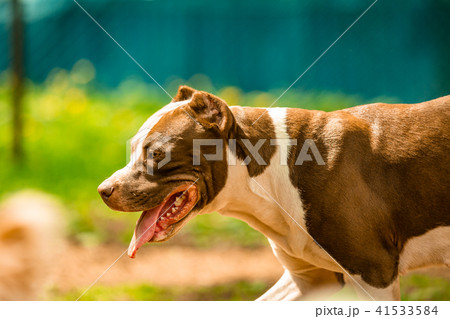 fighting dog in the park for a walk, Bull fighting dog in the park for a walk, Bull 41533584