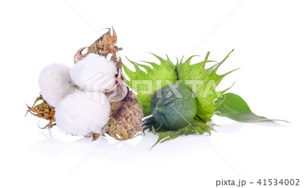 Cotton flower on wite background 41534002