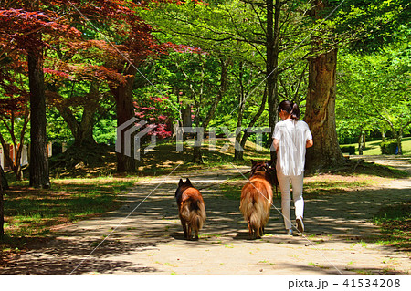新緑の公園で犬の散歩をする女性　ベルジアンシェパード 41534208