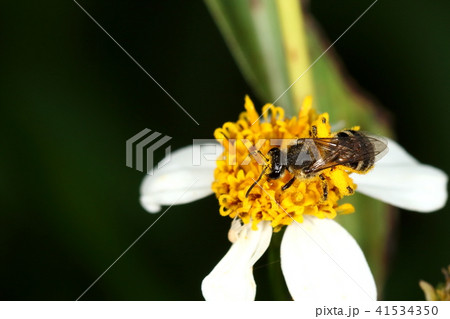生き物　昆虫　サキシマカタコハナバチ、メスです。道ばたのアワユキセンダングサで餌集め？ 41534350