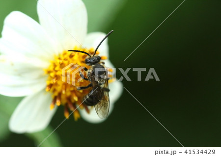 生き物　昆虫　サキシマカタコハナバチ、オスです。触角がメスより長いのは蜂の共通の特徴のようです 41534429
