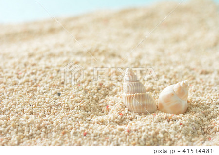 貝殻 サンゴ砂の写真素材