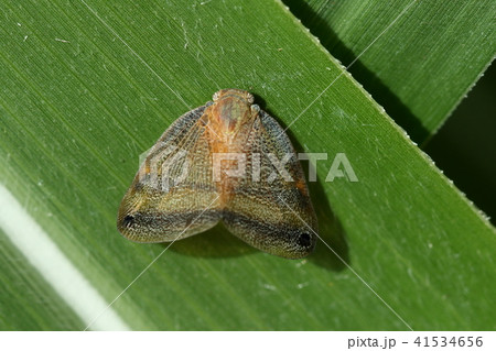 生き物 昆虫 フタホシハゴロモ、翅先の黒点が名前の由来?陽ざしが照り付ける石垣島の道ばたにいました 生き物 昆虫 フタホシハゴロモ、翅先の黒点が名前の由来?陽ざしが照り付ける石垣島の道ばたにいました 41534656
