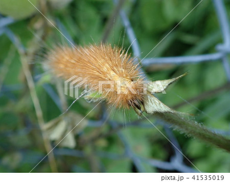 オビガの幼虫 41535019