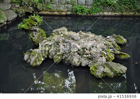 成田山の池 成田山の池 41536936