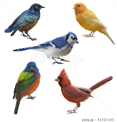Birds set watercolor painting 41537145