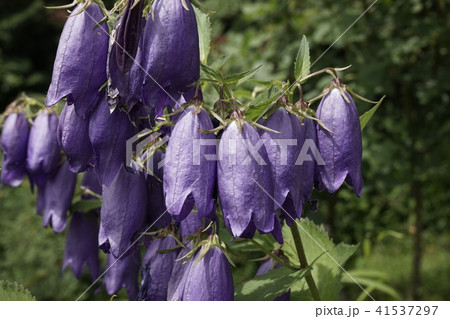 袋状花 紫色 03の写真素材