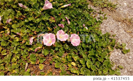 検見川浜に綺麗に咲いたハマヒルガオ 41537455