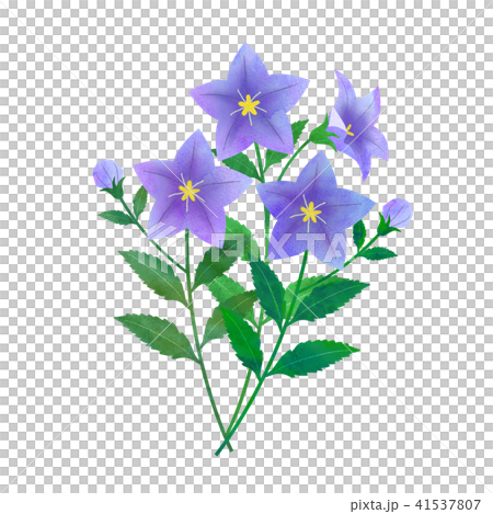 桔梗 41537807