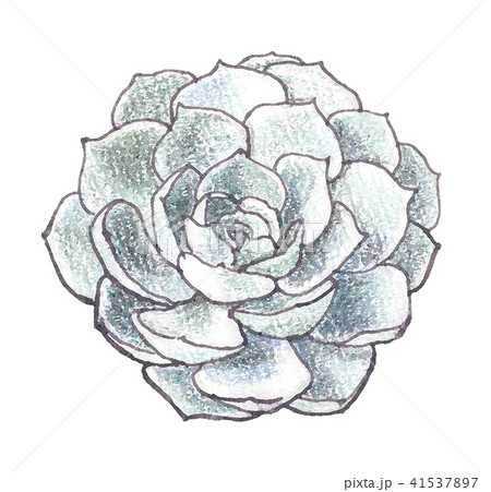 エケベリア七福神 41537897