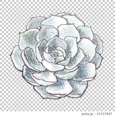 エケベリア七福神 41537897