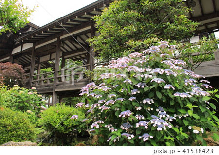 雨引観音・アジサイと奥の院（客殿） 41538423
