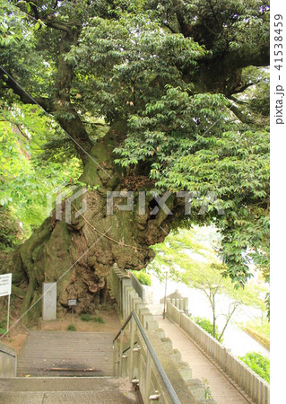 雨引観音・宿椎 41538459