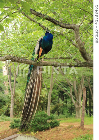 雨引観音・仏の山の孔雀 41538461