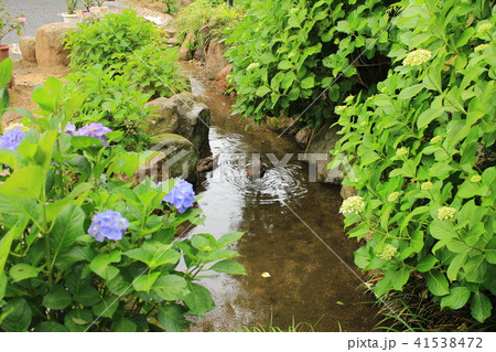 雨引観音・境内の池で泳ぐカモ 41538472