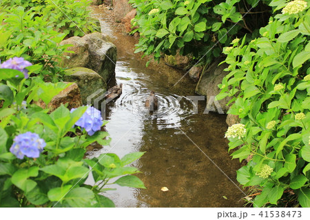 雨引観音・境内の池で泳ぐカモ 41538473
