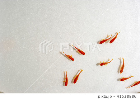 泳ぐキンギョ 泳ぐキンギョ 41538886